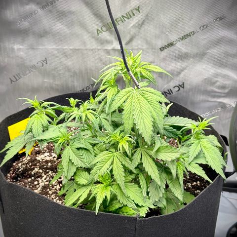Purple Lemonade Auto growlog timeline photo