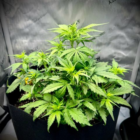 Purple Lemonade Auto growlog timeline photo