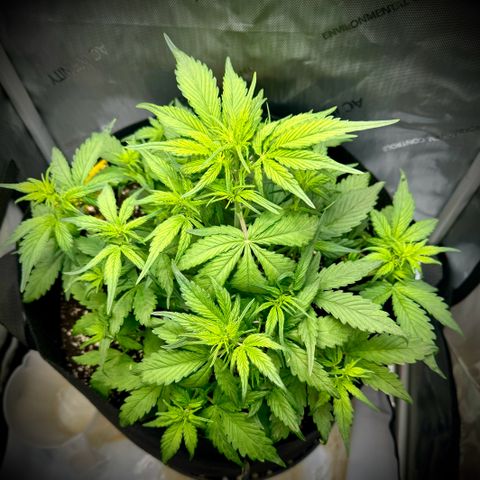 Purple Lemonade Auto growlog timeline photo