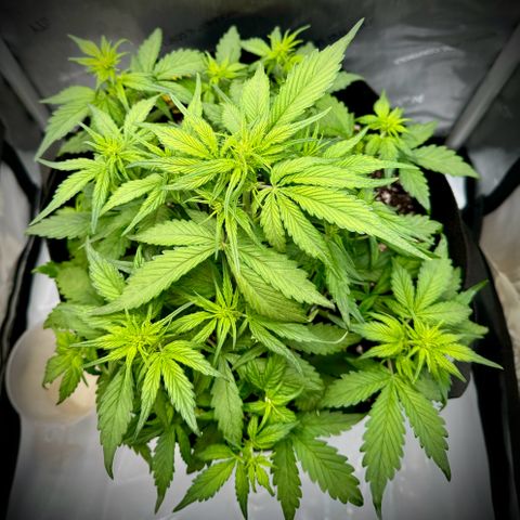 Purple Lemonade Auto growlog timeline photo
