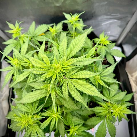 Purple Lemonade Auto growlog timeline photo