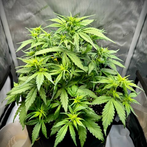 Purple Lemonade Auto growlog timeline photo