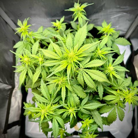 Purple Lemonade Auto growlog timeline photo