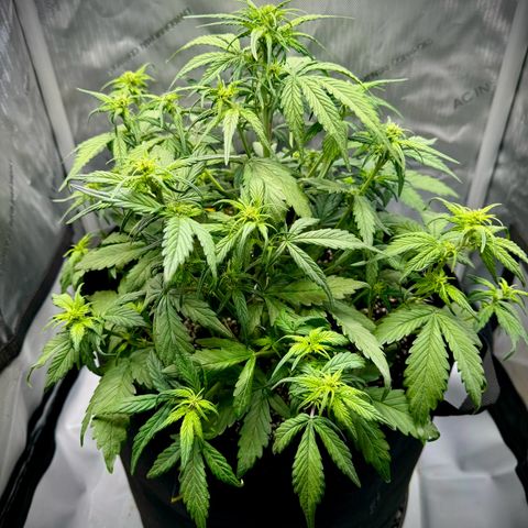 Purple Lemonade Auto growlog timeline photo