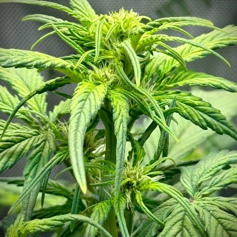 Purple Lemonade Auto growlog timeline photo