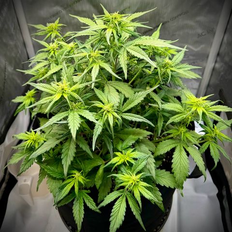 Purple Lemonade Auto growlog timeline photo