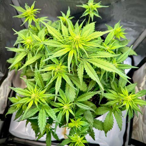 Purple Lemonade Auto growlog timeline photo