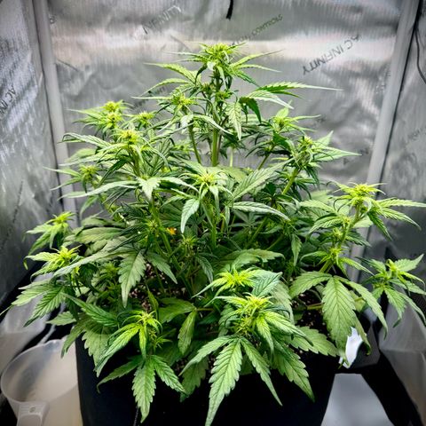 Purple Lemonade Auto growlog timeline photo