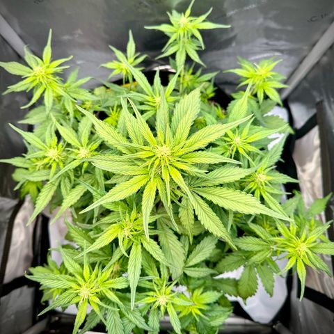 Purple Lemonade Auto growlog timeline photo