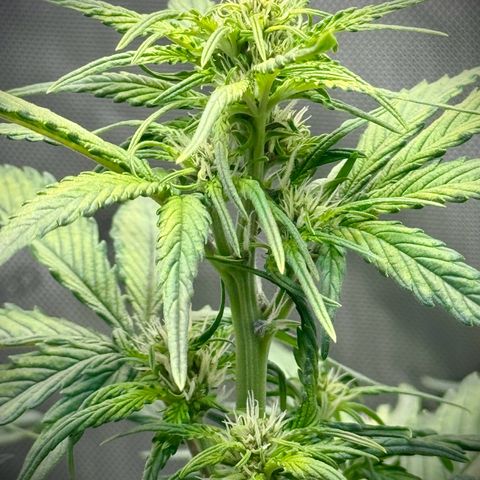 Purple Lemonade Auto growlog timeline photo