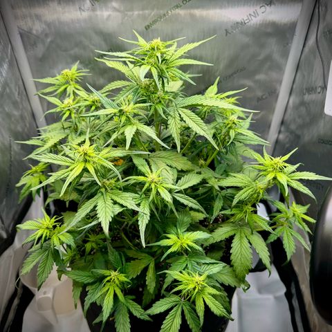 Purple Lemonade Auto growlog timeline photo
