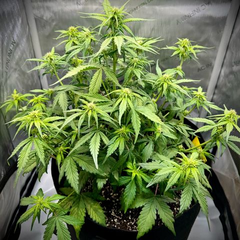 Purple Lemonade Auto growlog timeline photo