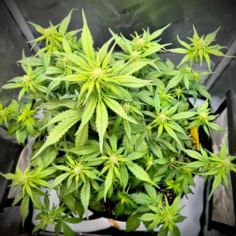 Purple Lemonade Auto growlog timeline photo