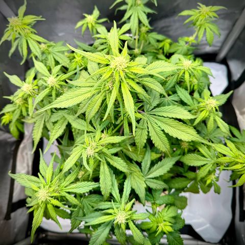 Purple Lemonade Auto growlog timeline photo