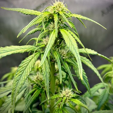 Purple Lemonade Auto growlog timeline photo