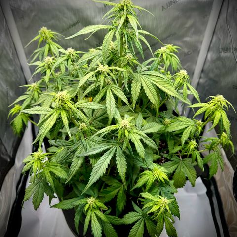 Purple Lemonade Auto growlog timeline photo