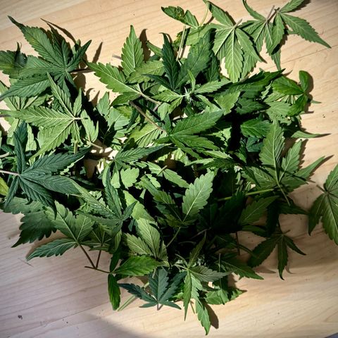 Purple Lemonade Auto growlog timeline photo