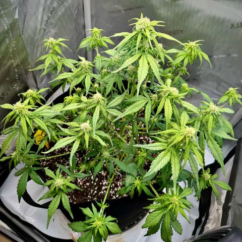 Purple Lemonade Auto growlog timeline photo