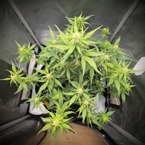 Purple Lemonade Auto growlog timeline photo