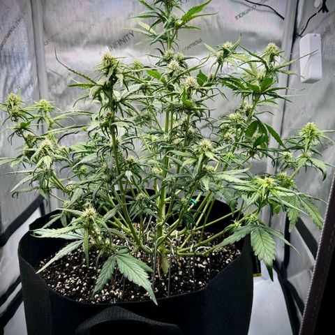 Purple Lemonade Auto growlog timeline photo