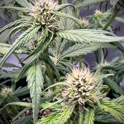 Purple Lemonade Auto growlog timeline photo