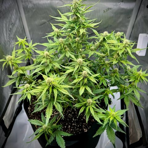 Purple Lemonade Auto growlog timeline photo