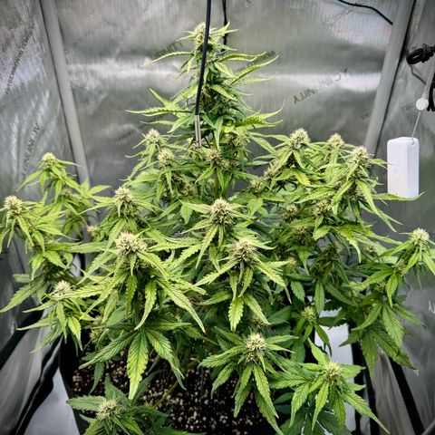 Purple Lemonade Auto growlog timeline photo