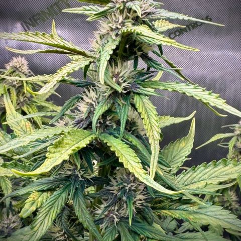 Purple Lemonade Auto growlog timeline photo