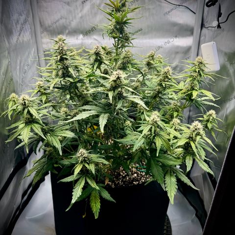 Purple Lemonade Auto growlog timeline photo