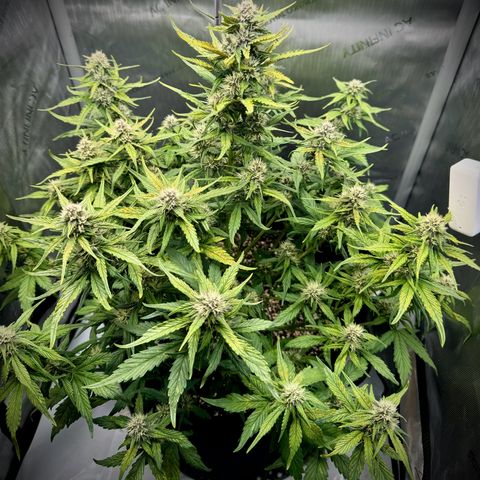 Purple Lemonade Auto growlog timeline photo