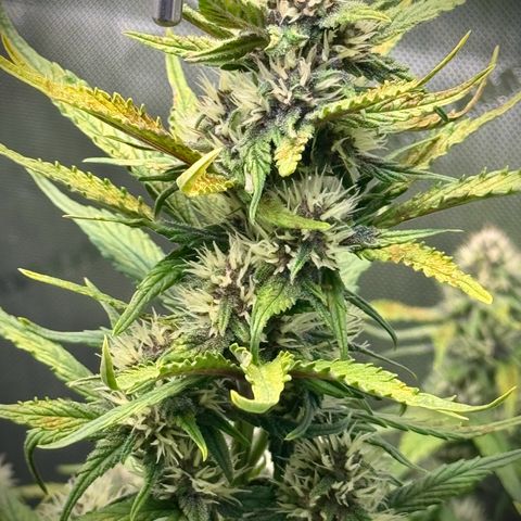 Purple Lemonade Auto growlog timeline photo