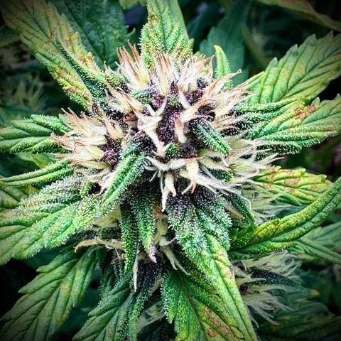 Purple Lemonade Auto growlog timeline photo