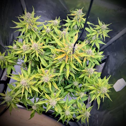 Purple Lemonade Auto growlog timeline photo