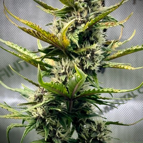 Purple Lemonade Auto growlog timeline photo