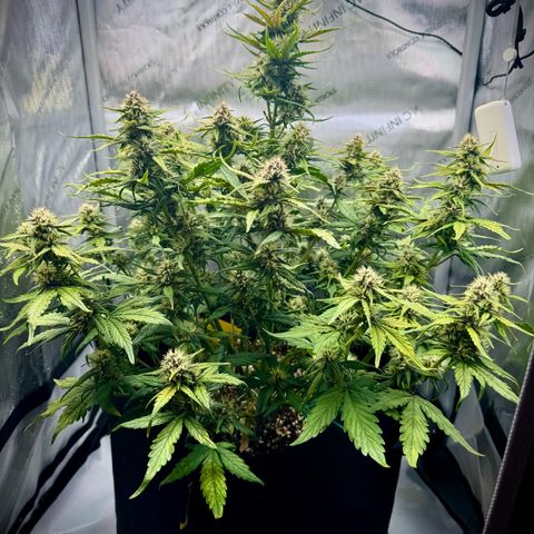 Purple Lemonade Auto growlog timeline photo