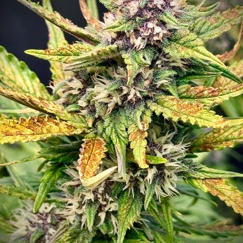 Purple Lemonade Auto growlog timeline photo