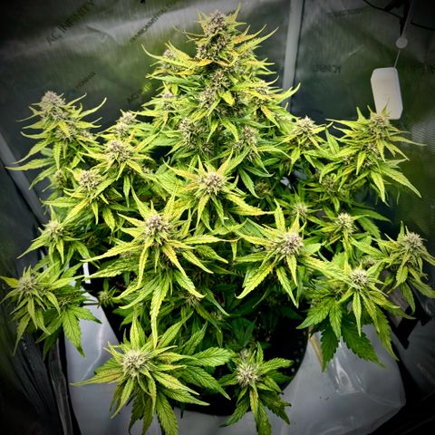 Purple Lemonade Auto growlog timeline photo