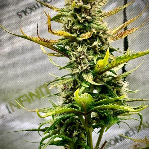 Purple Lemonade Auto growlog timeline photo