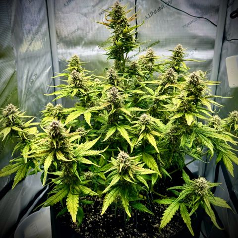 Purple Lemonade Auto growlog timeline photo