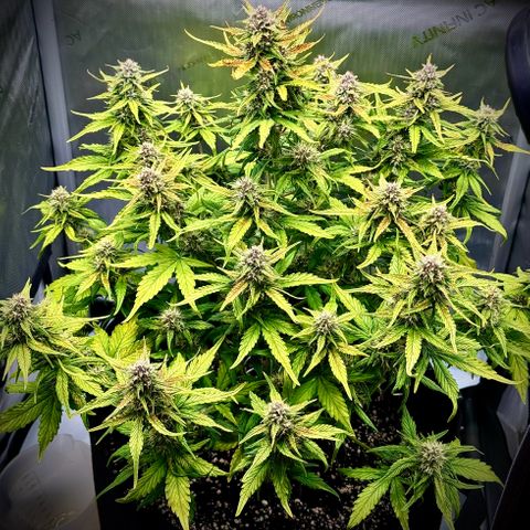 Purple Lemonade Auto growlog timeline photo