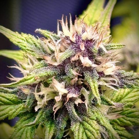Purple Lemonade Auto growlog timeline photo