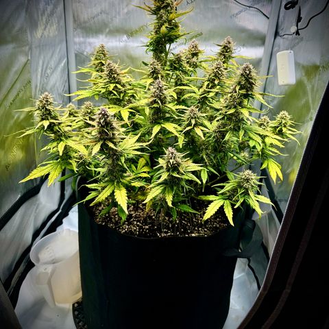 Purple Lemonade Auto growlog timeline photo