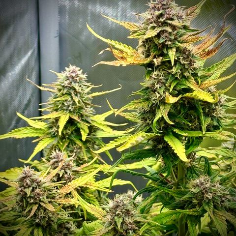 Purple Lemonade Auto growlog timeline photo