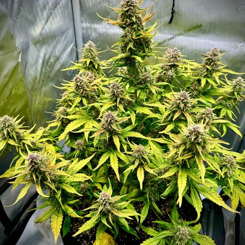 Purple Lemonade Auto growlog timeline photo