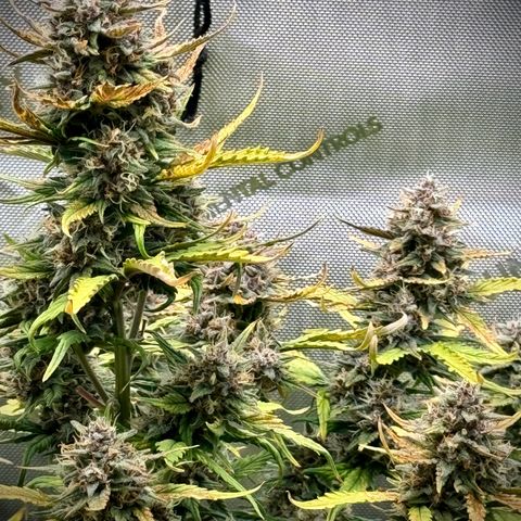 Purple Lemonade Auto growlog timeline photo