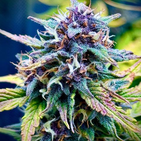 Purple Lemonade Auto growlog timeline photo