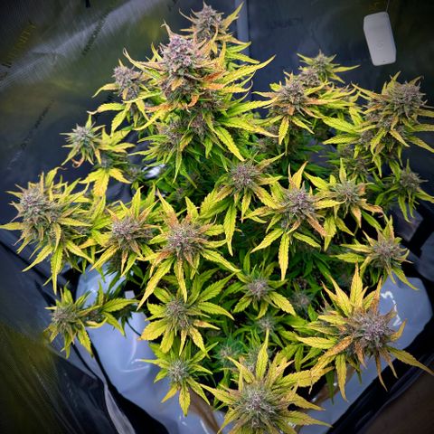 Purple Lemonade Auto growlog timeline photo