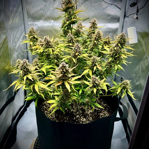 Purple Lemonade Auto growlog timeline photo