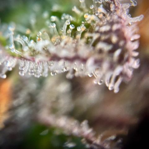 Purple Lemonade Auto growlog timeline photo