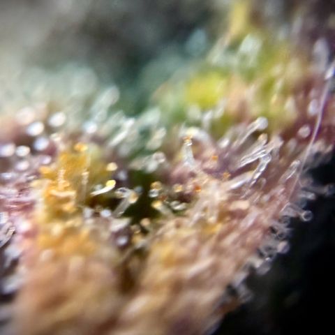 Purple Lemonade Auto growlog timeline photo